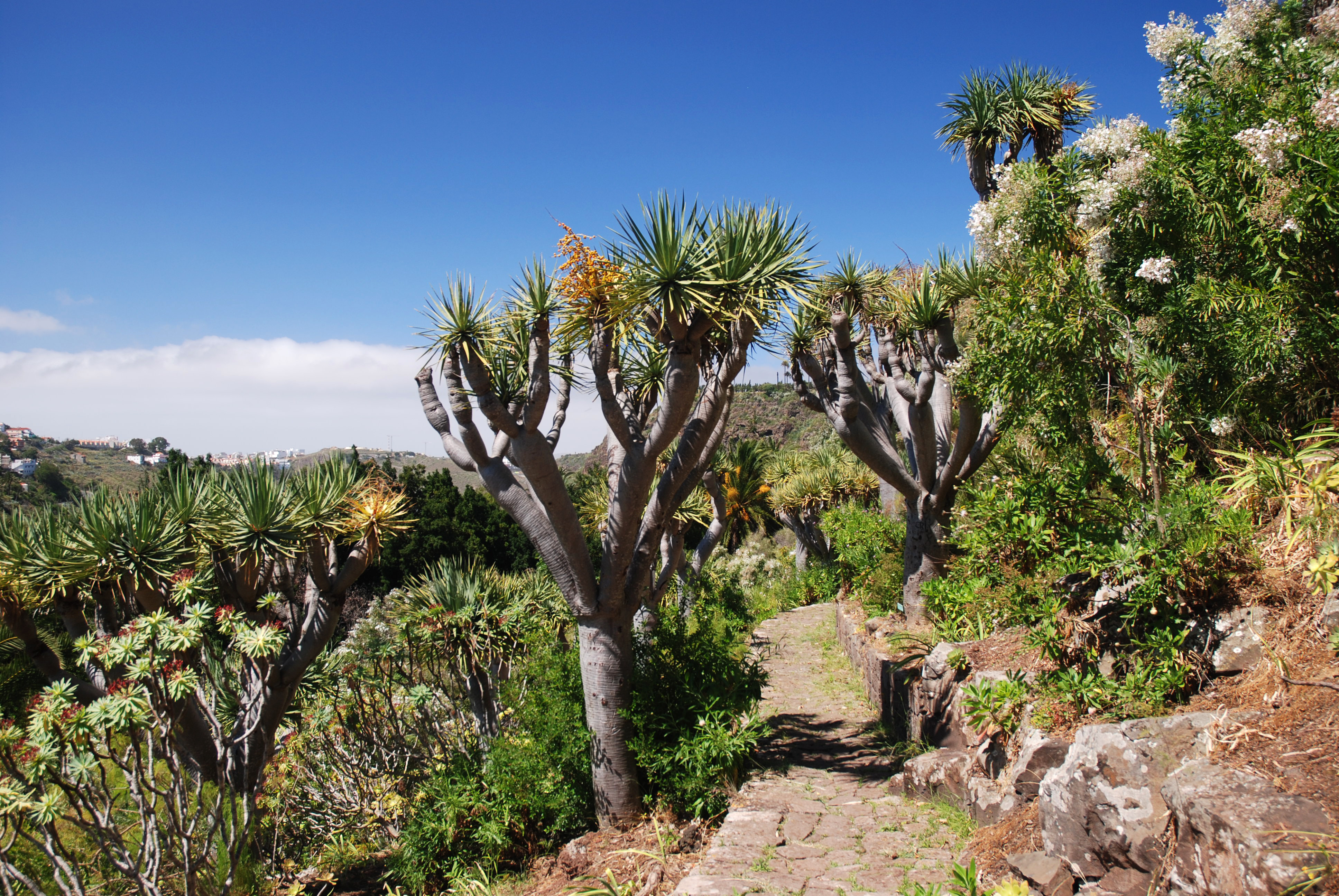 Der botanische Garten auf Gran Canaria