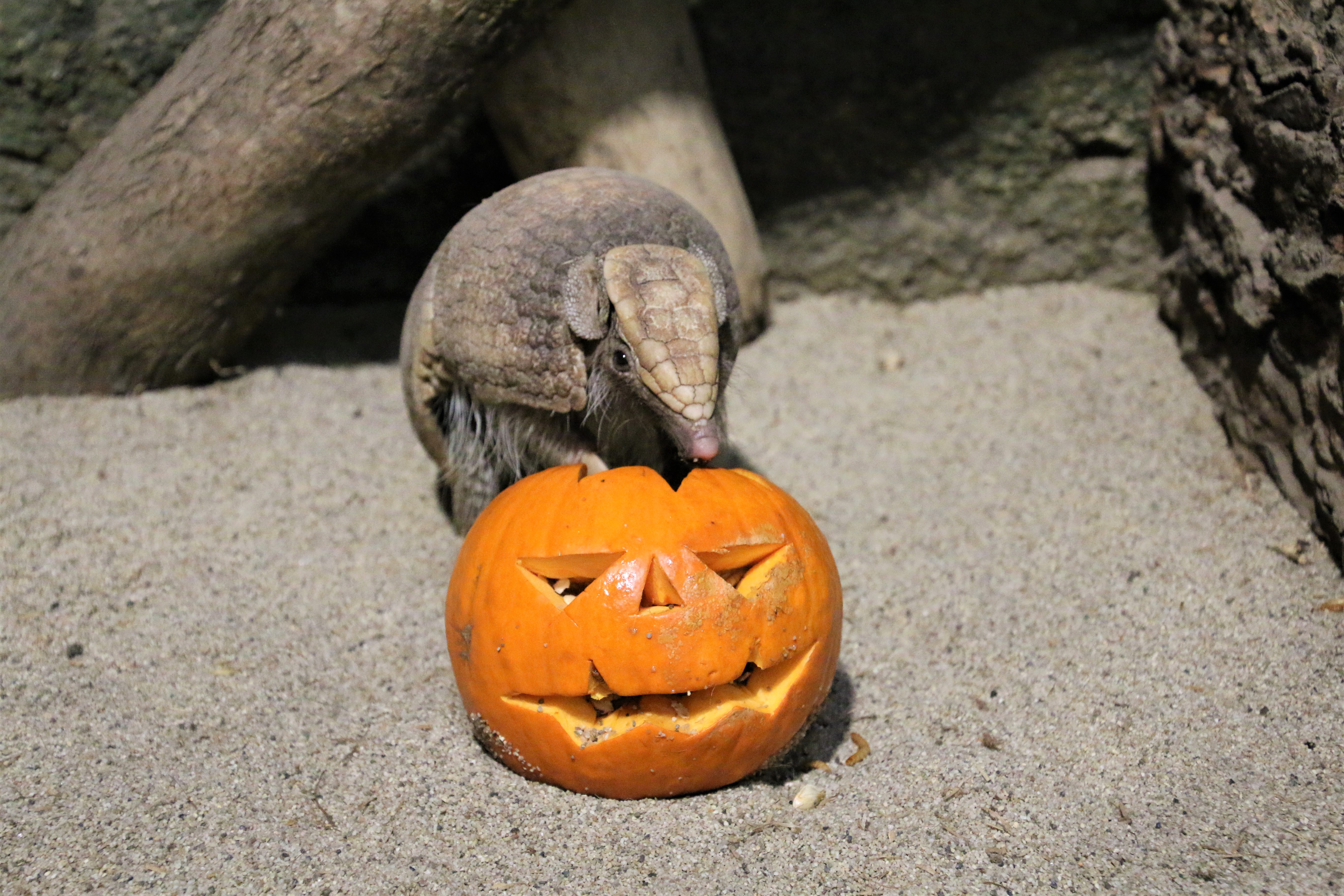 Halloween im Zoo Salzburg | Credit: Zoo Salzburg