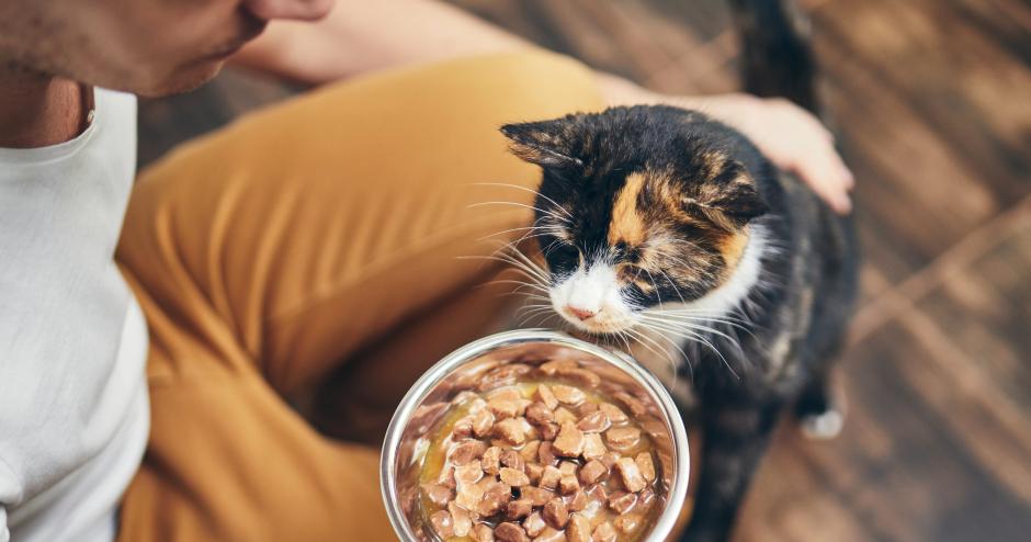 Eine junge Katze wird von ihrem Herrchen gefüttert | Credit: iStock.com/Chalabala