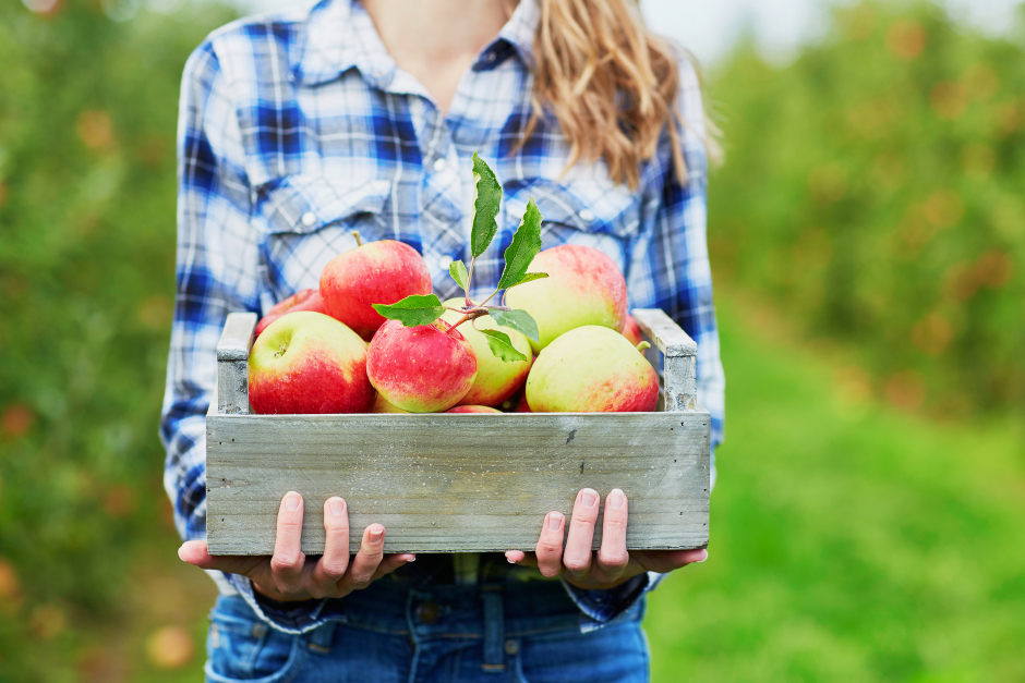 Frau mit einer Holzkiste voller frisch geernteter Äpfel | Credit: iStock.com/encrier