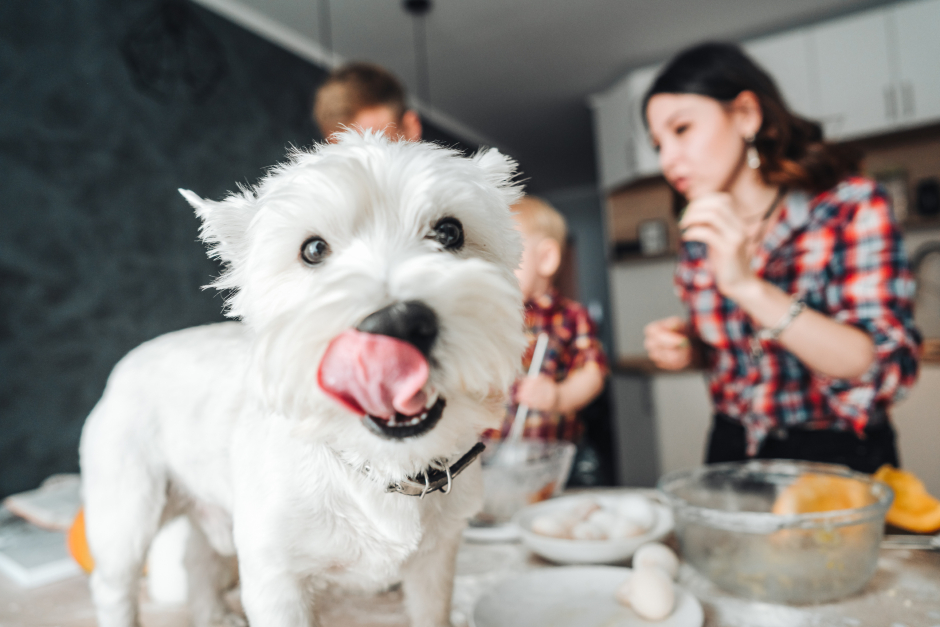 Kleiner weißer Hund schleckt sich das Maul, während die Familie im Hintergrund backt | Credit: iStock.com/teksomolika