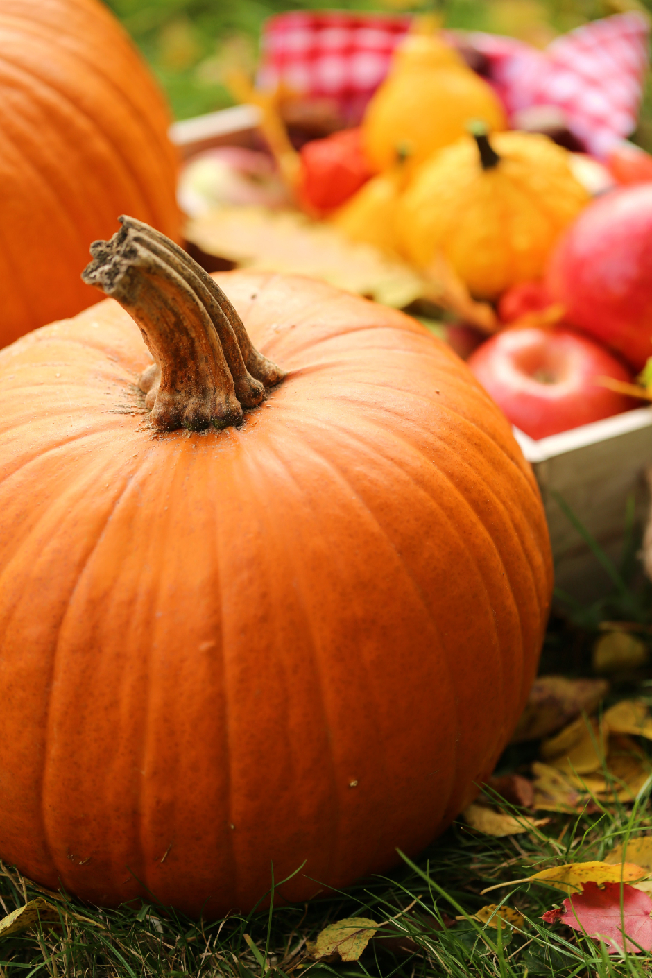 Prächtiger Kürbis vor einer herbstlichen Obstschale | Credit: iStock.com/yul38885