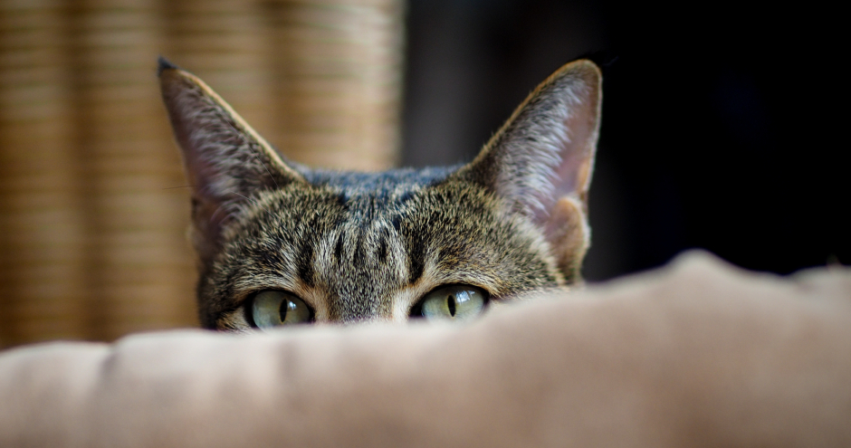 Die Ohren einer getigerten Katze | Credit: iStock.com/Pierre Aden