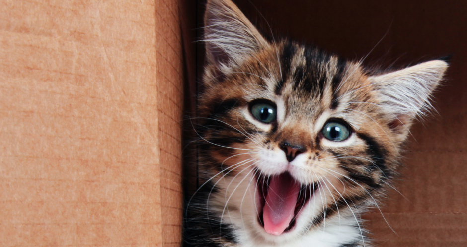 Eine kleine getigerte Katze öffnet ihr Maul, um herzhaft zu gähnen | Credit: iStock.com/Foonia