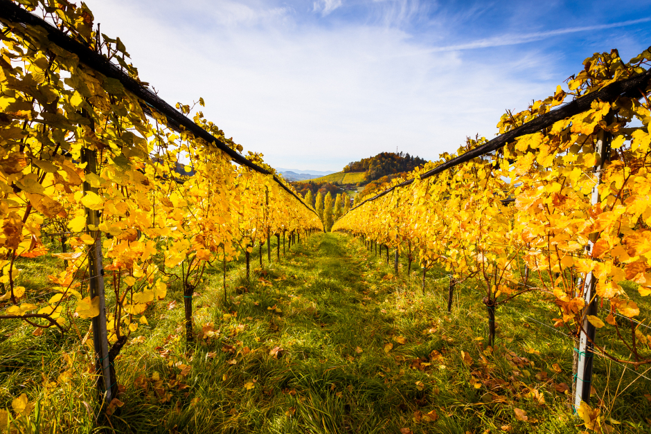Steirische Weinberge an einem sonnigen Herbstnachmittag | Credit: iStock.com/subcity