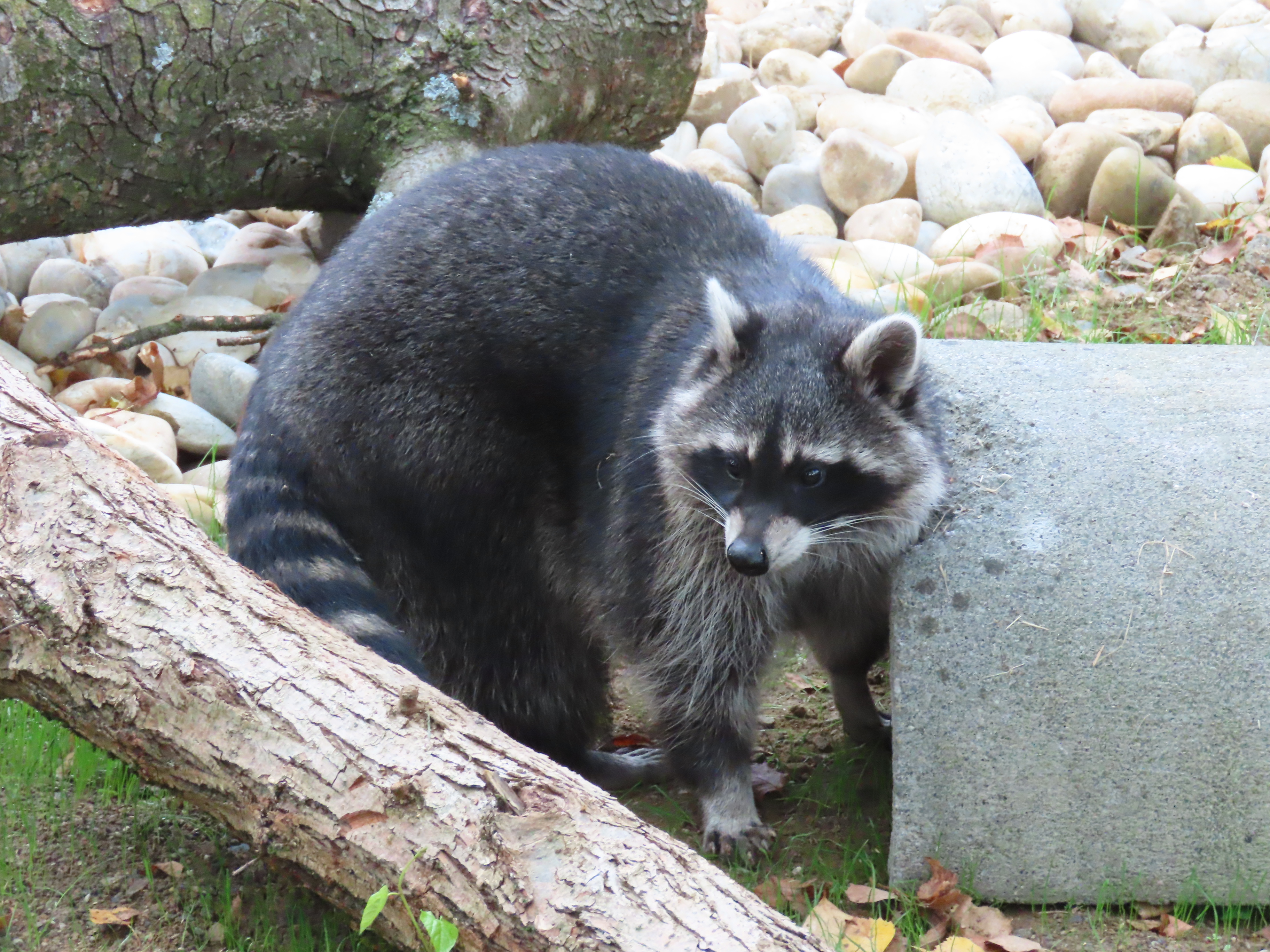 Ein Waschbär in einem Gehege