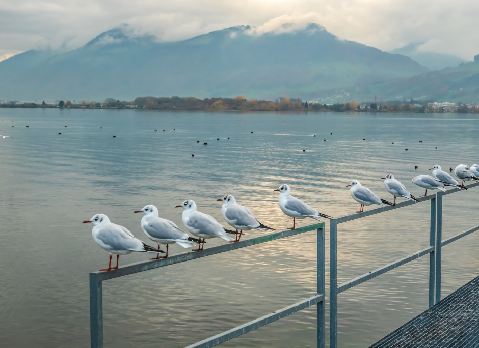 Lachmöwen am Zürchersee | Credit: iStock.com/Leamus