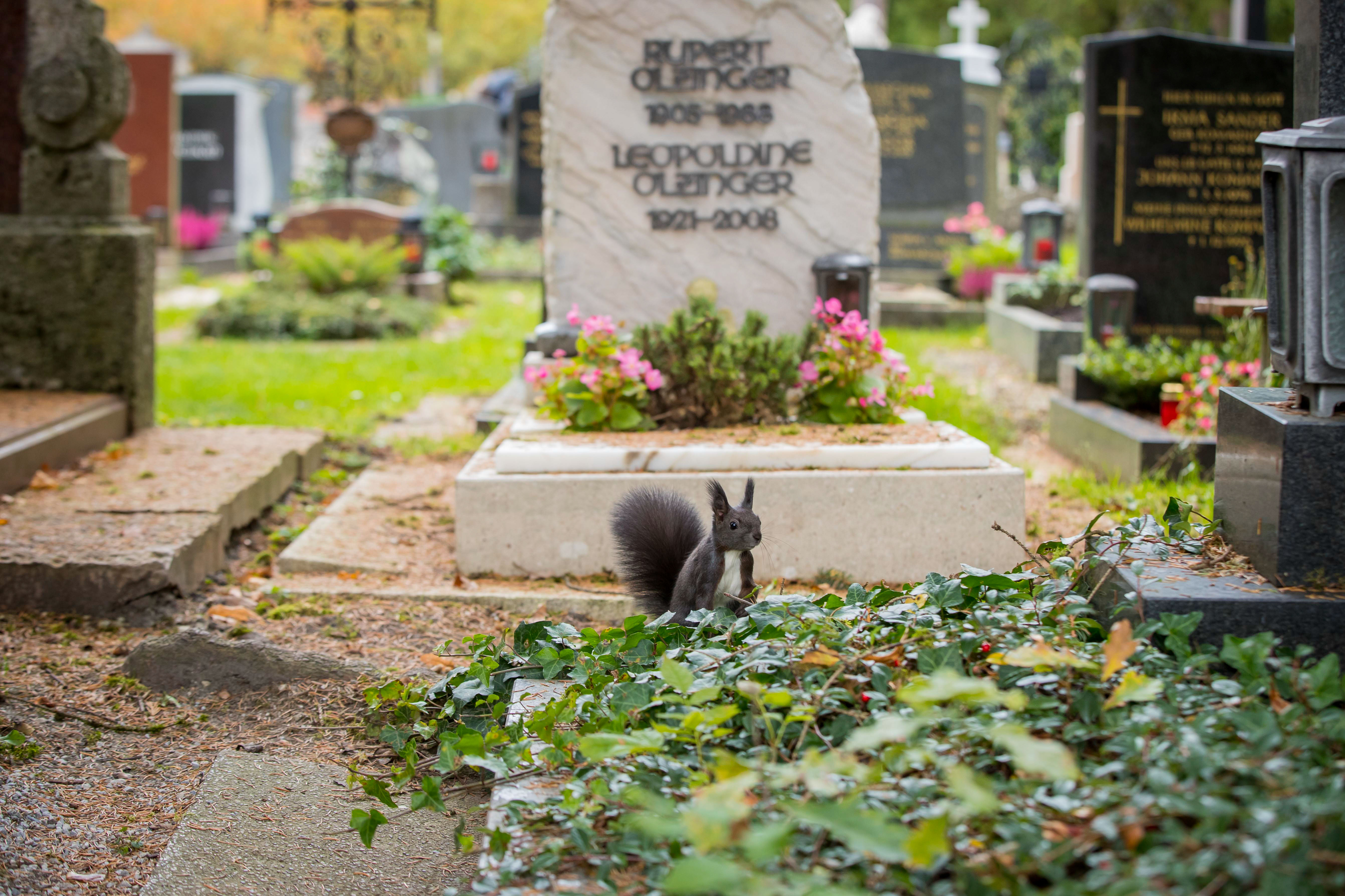 Allerheiligen | Credit: www.neumayr.cc