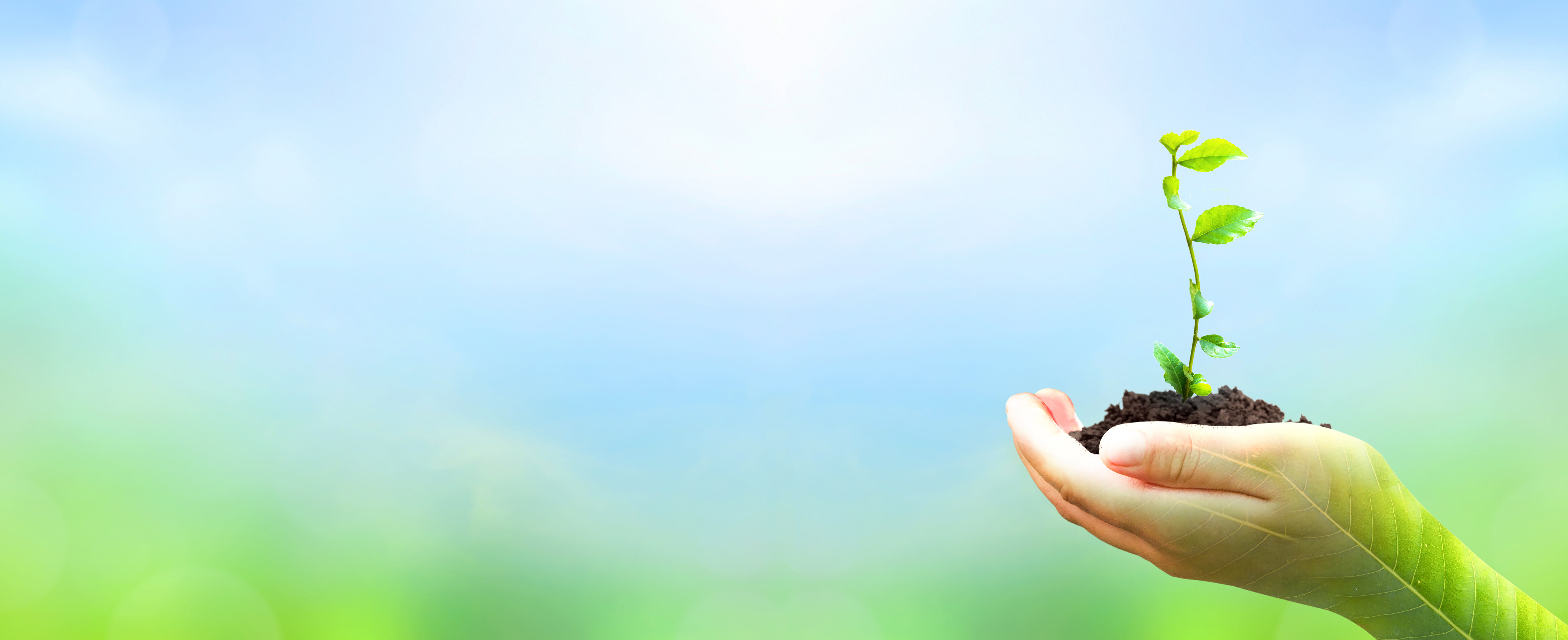 Hand hält eine kleine Pflanze