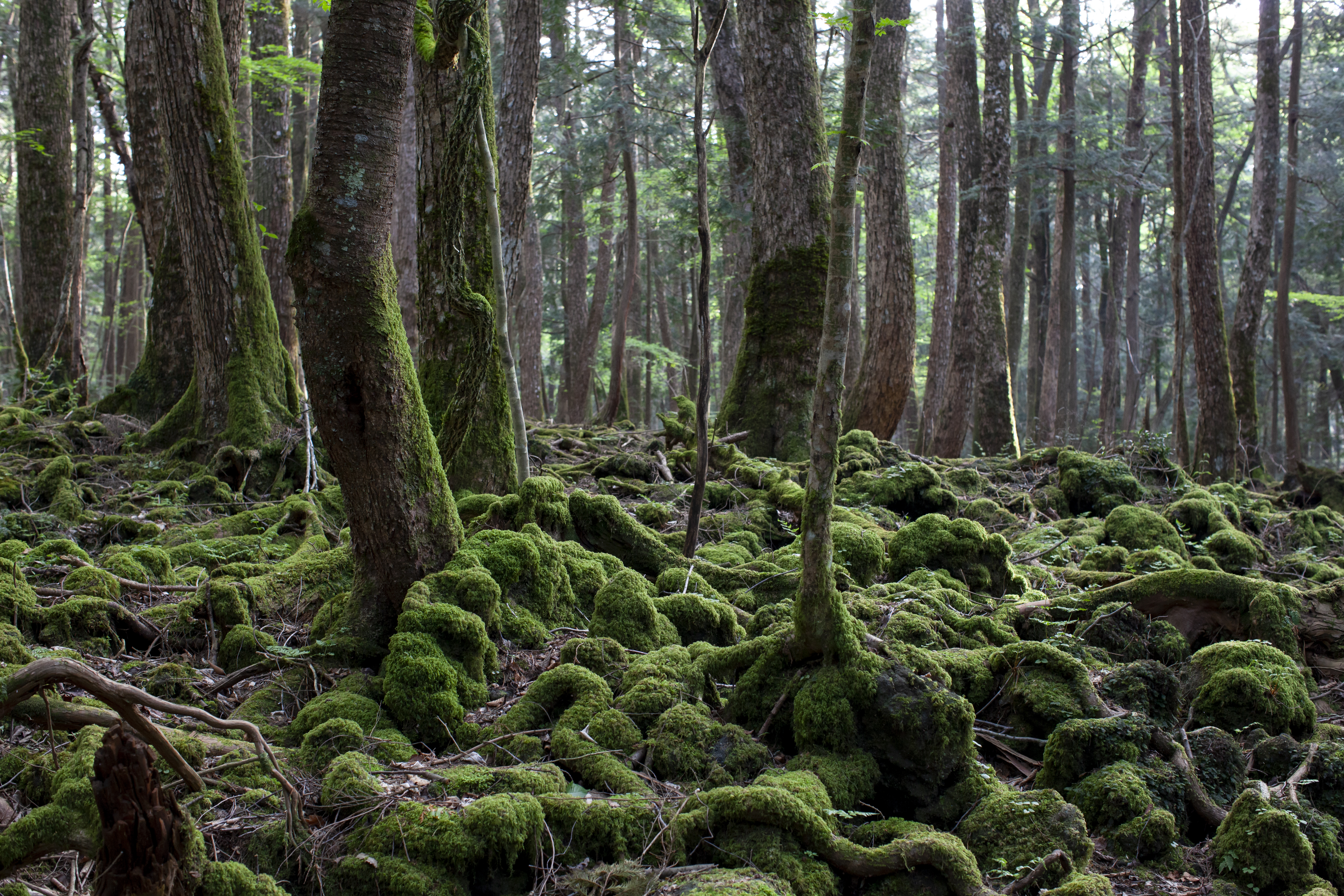 Der dichte Wald „Aokigahara&quot; in Japan | Credit: iStock.com/TOSHIHARU ARAKAWA