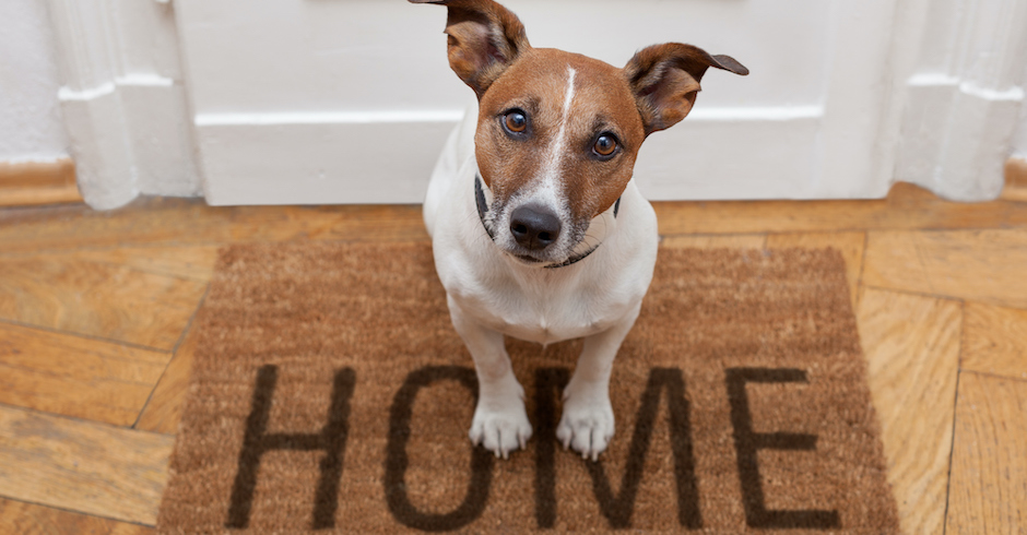 Hund sitzt vor der Haustür| Credits: iStock.com/damedeeso