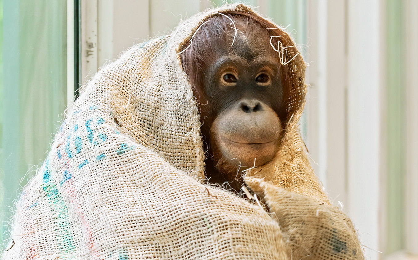Ein Orang Utan in einem Umhang aus Sackleinen