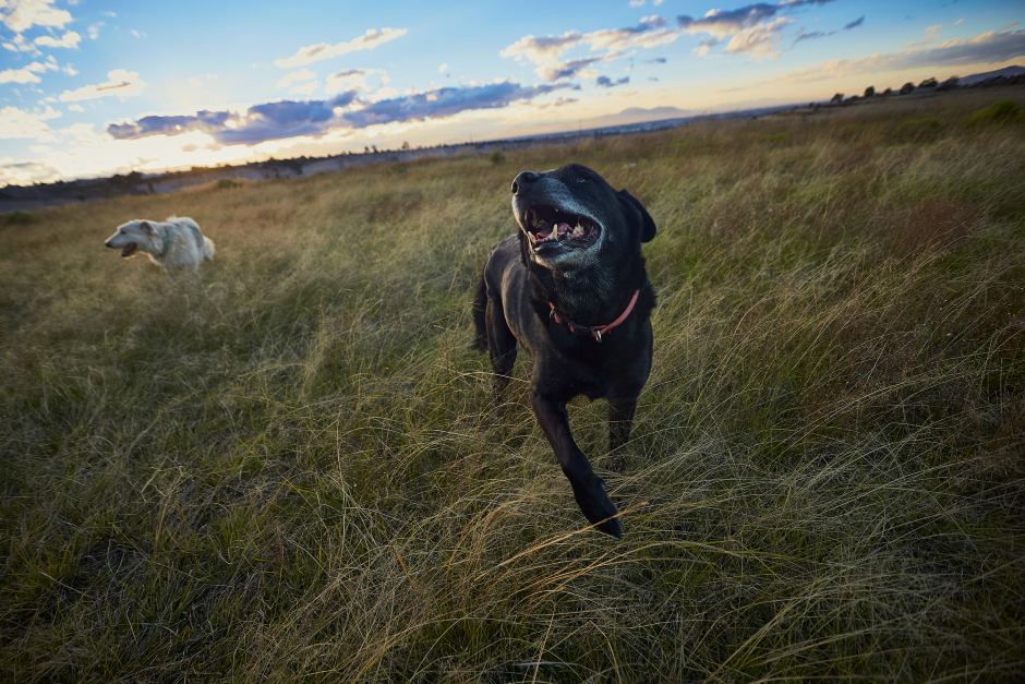 Zwei glückliche Hunde bei ihrem Auslauf | Credit: iStock.com/Jorge Bourges