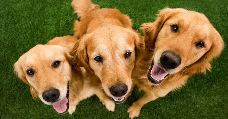 Drei Golden Retriever | Credit: iStock.com/cmannphoto