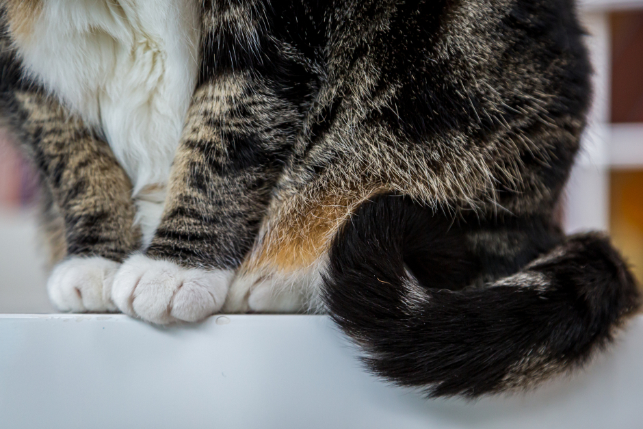 Sitzende Katze | Credit: iStock.com/Lemanieh