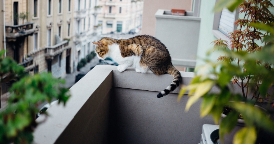 Katze beobachtet vom Balkon aus das Geschehen | Credit: iStock.com/pierdea