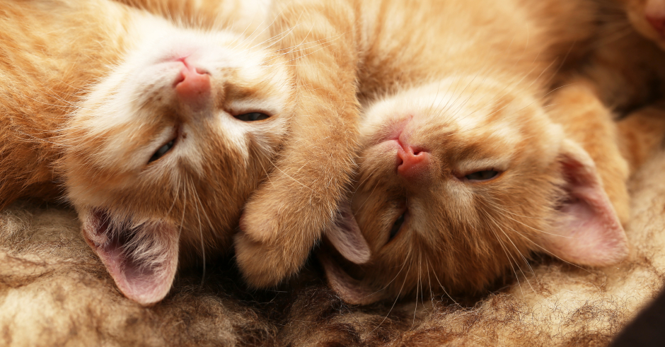Zwei verschmuste Katzenkinder | Credit: iStock.com/Leo Malsam