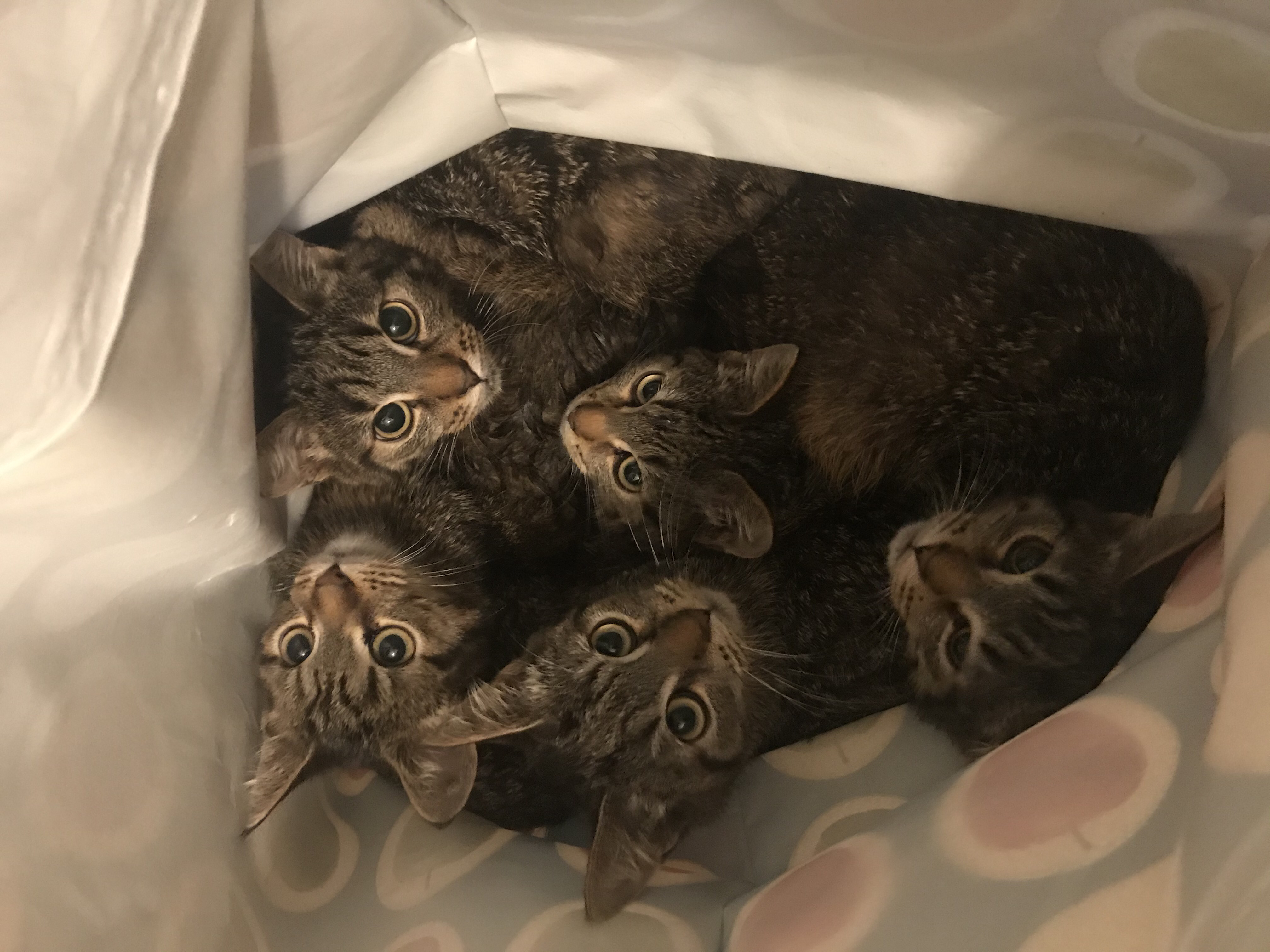 Fünf kleine Katzen in einem Sack | Credit: Veronika Blum