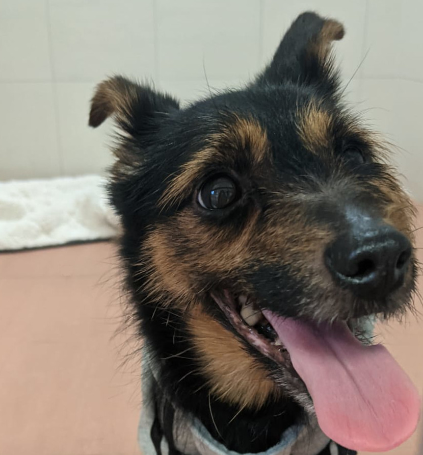 Der kleine Hund Ricki | Credit: TierQuarTier Wien