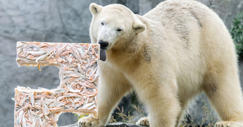 Eisbärmädchen Finja isst eine Torte aus Lachs | Credit: Daniel Zupanc
