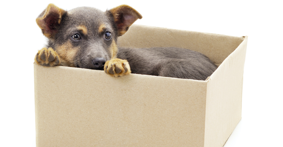 Kleiner Welpe schaut aus einer Schachtel | Credit: iStock.com/Litvalifa