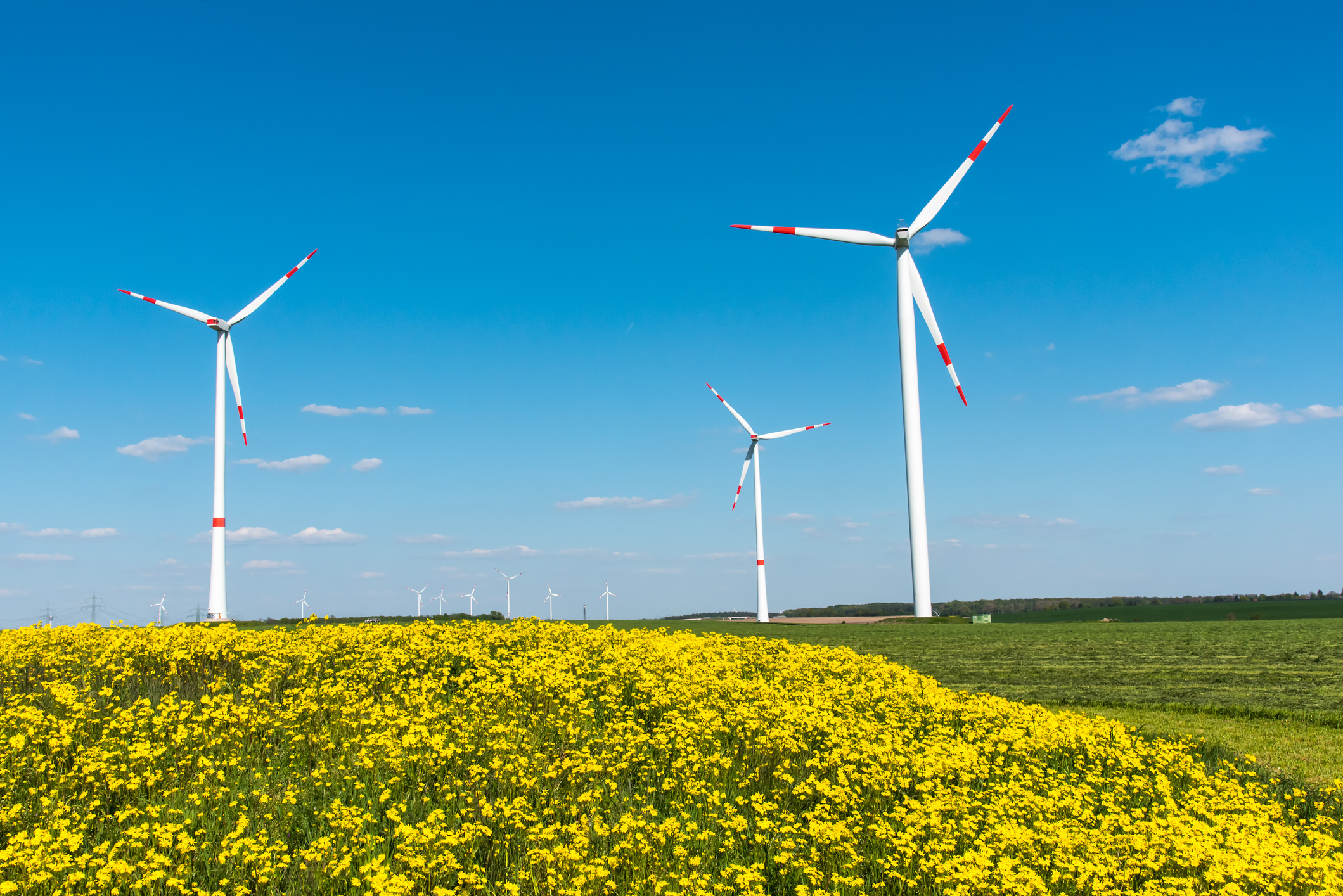 Drei Windräder unter strahlend blauem Himmel auf einer mit gelben Blumen bewachsenen Wiese