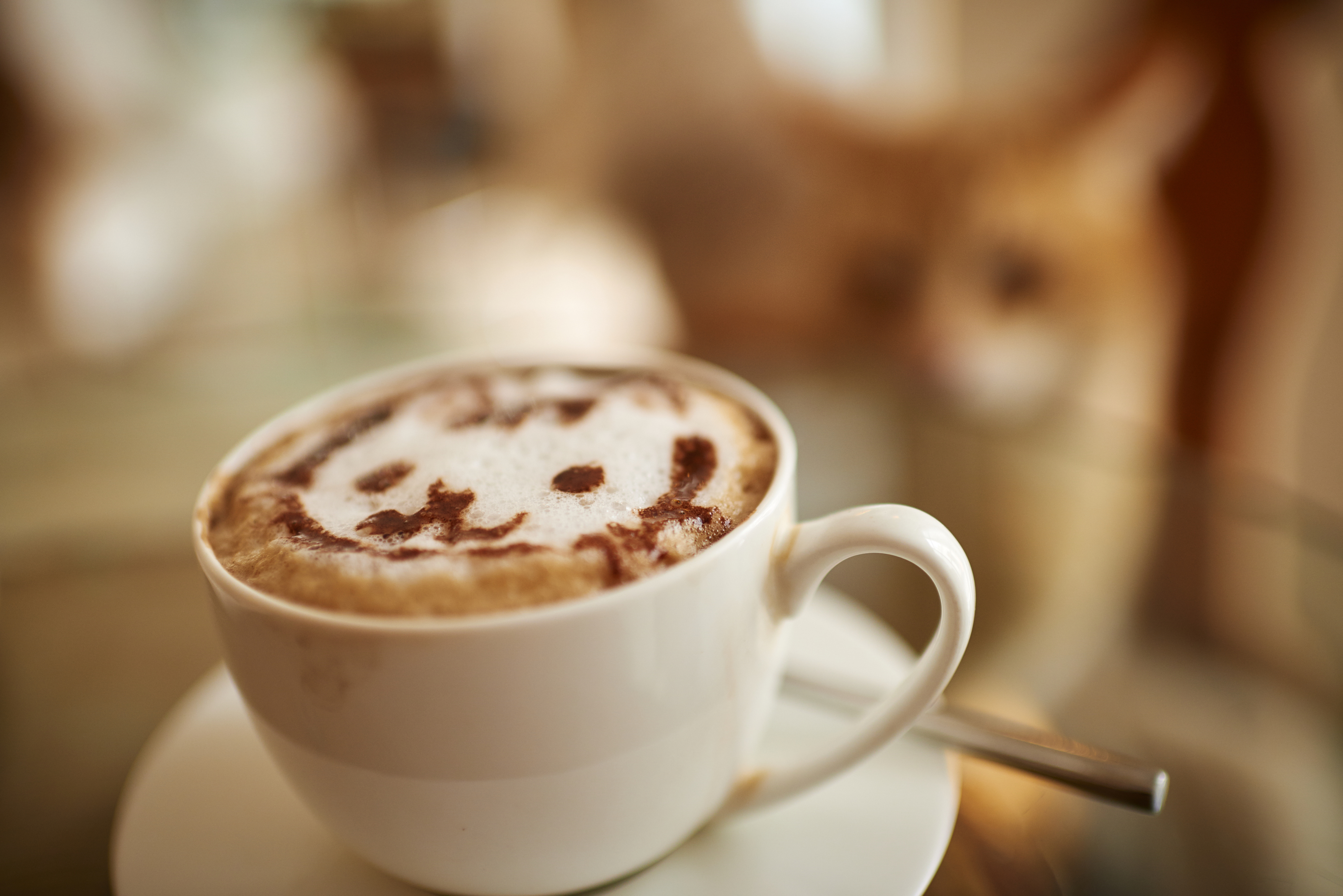 Katzen-Cafés in Europa | Credit: Robert Kalb / picturedesk.com