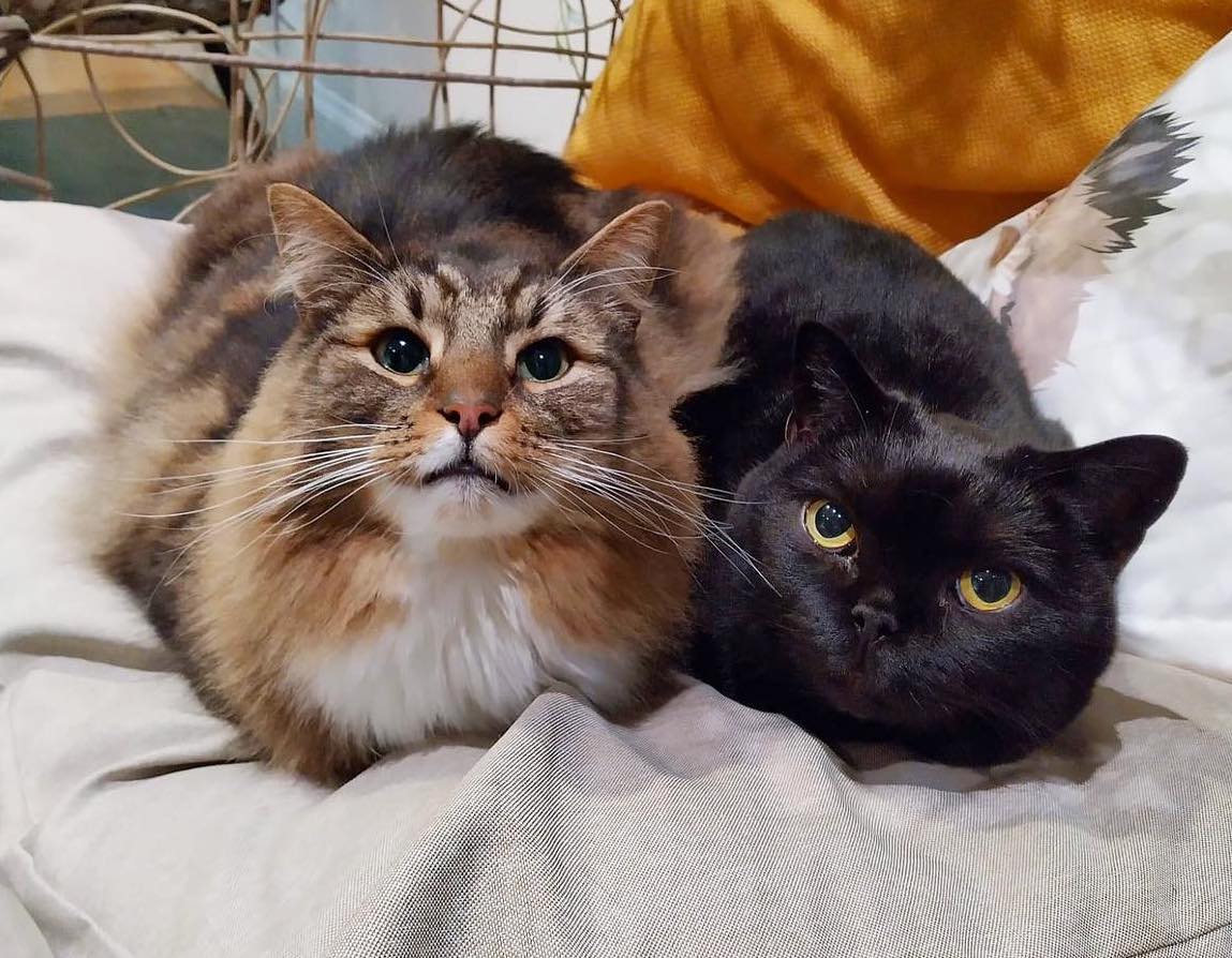 Maison de Moggy in Edinburgh | Credit: maisondemoggy/Instagram