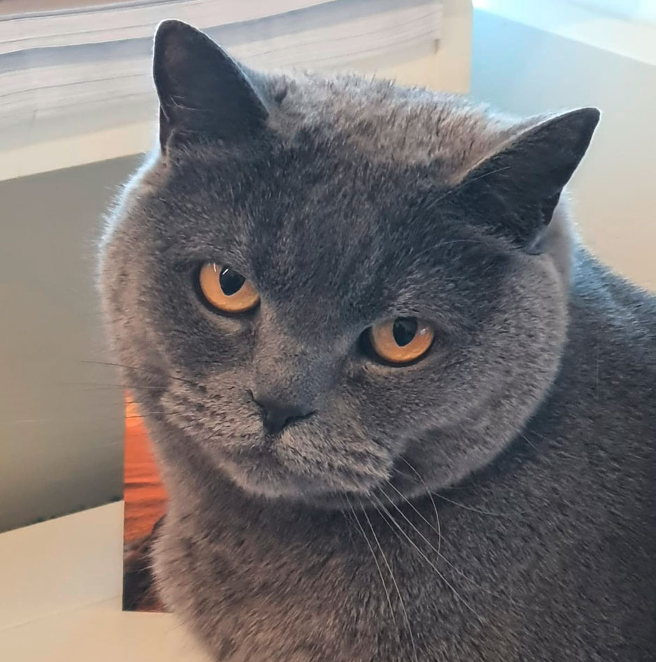 Die Britisch Kurzhaar Katze Corona | Credit: Lilli Platzer