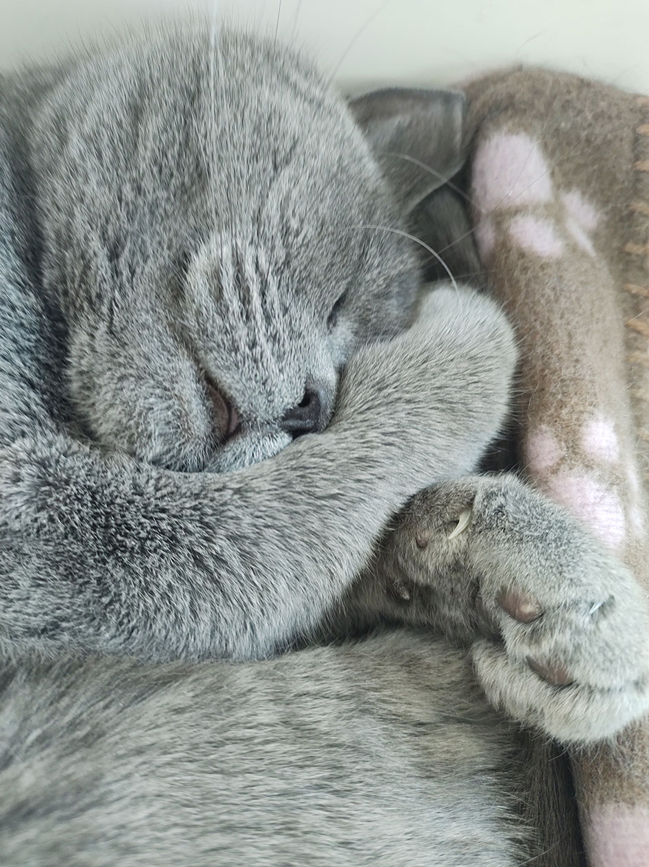 Katze Corona hält ein Schläfchen | Credit: Trubka GmbH