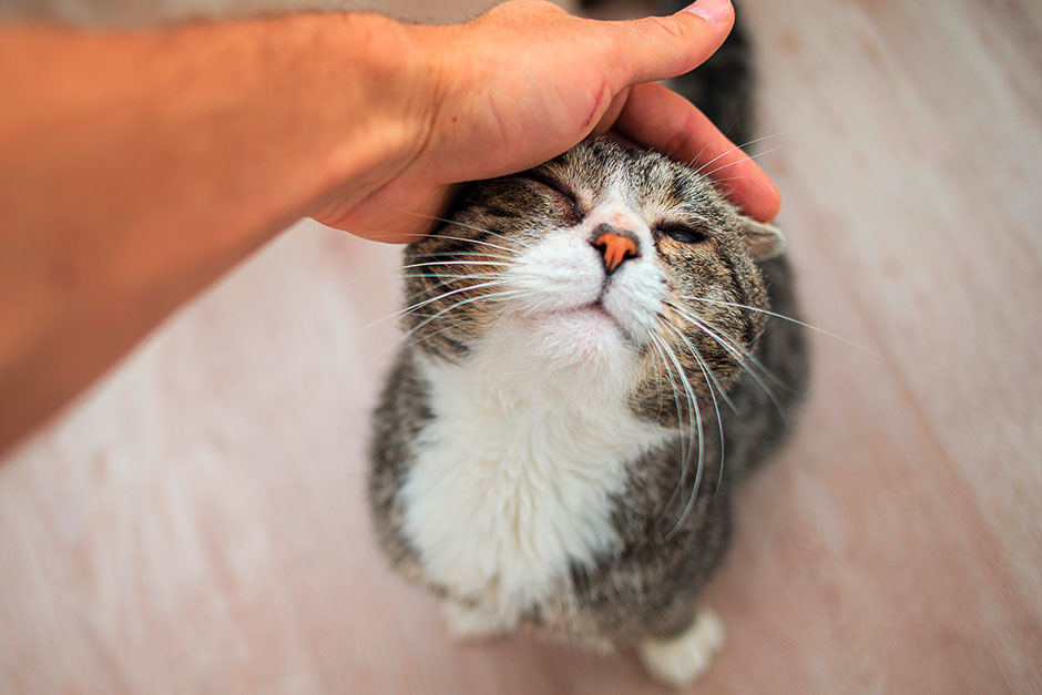 Mann streichelt seine Katze | Credit: iStock.com/Aleksandr Zotov