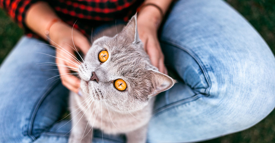 Junger Mann streichelt seine Katze | Credit: iStock.com/Lakshmi3