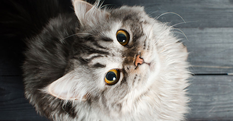 Katze sieht vertrauensvoll nach oben | Credit: iStock.com/Andrii Kotelnikov