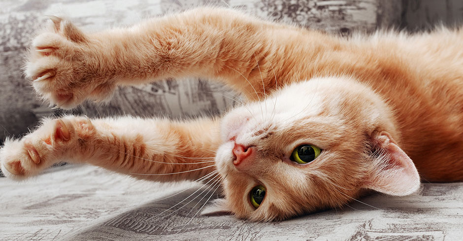 Katze fährt im Liegen ihre Krallen aus | Credit: iStock.com/asadykov