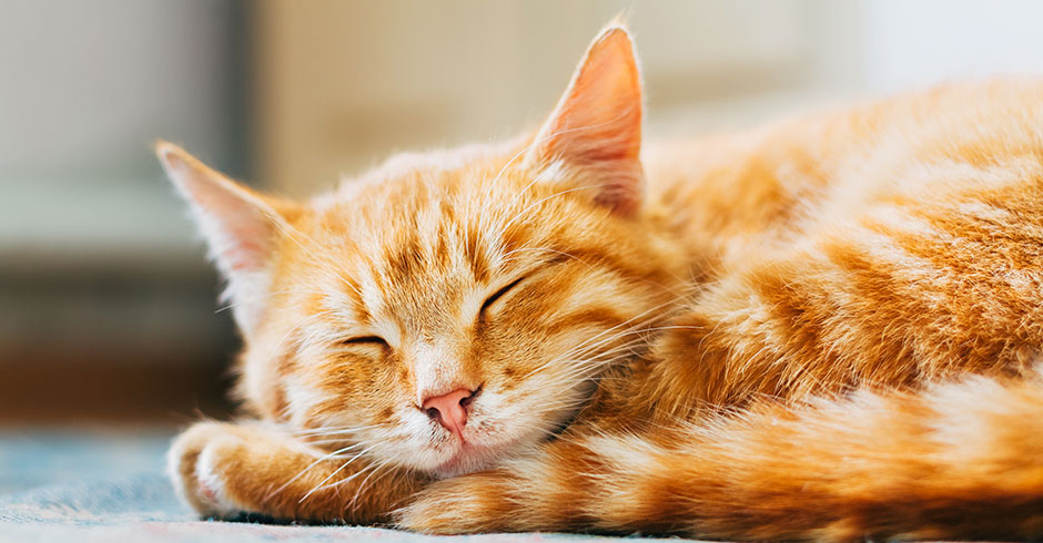 Katze schläft | Credit: iStock.com/bruev