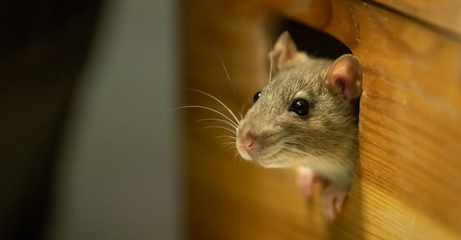 Kleine Ratte steckt ihren Kopf aus der Öffnung einer Holzkiste hindurch | Credit: iStock.com/Stefan Rotter