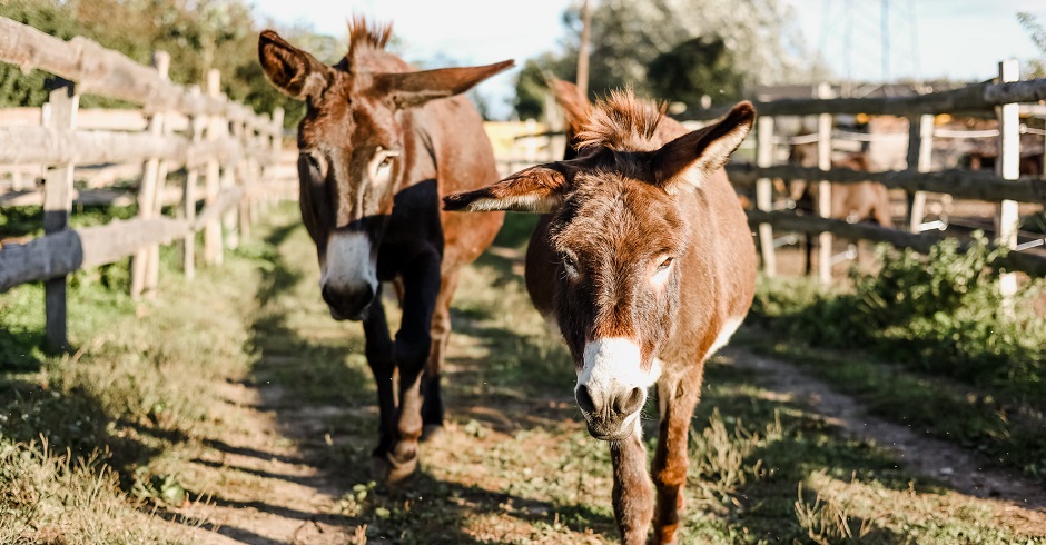 Zwei Esel auf einer Koppel
