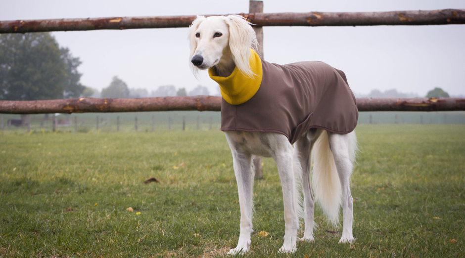 Weißer Windhund mit Mantel auf einer Wiese