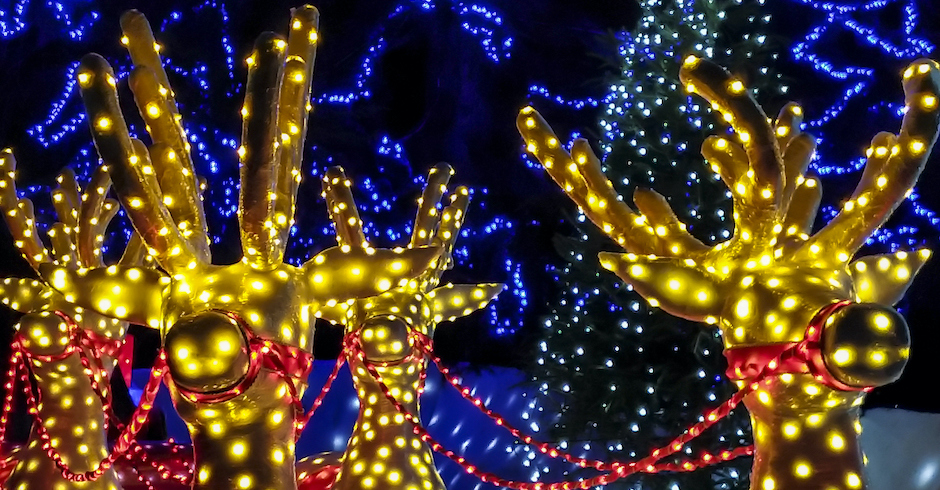 Leuchtende Rentiere| Credit: iStock.com/Nicola Colombo