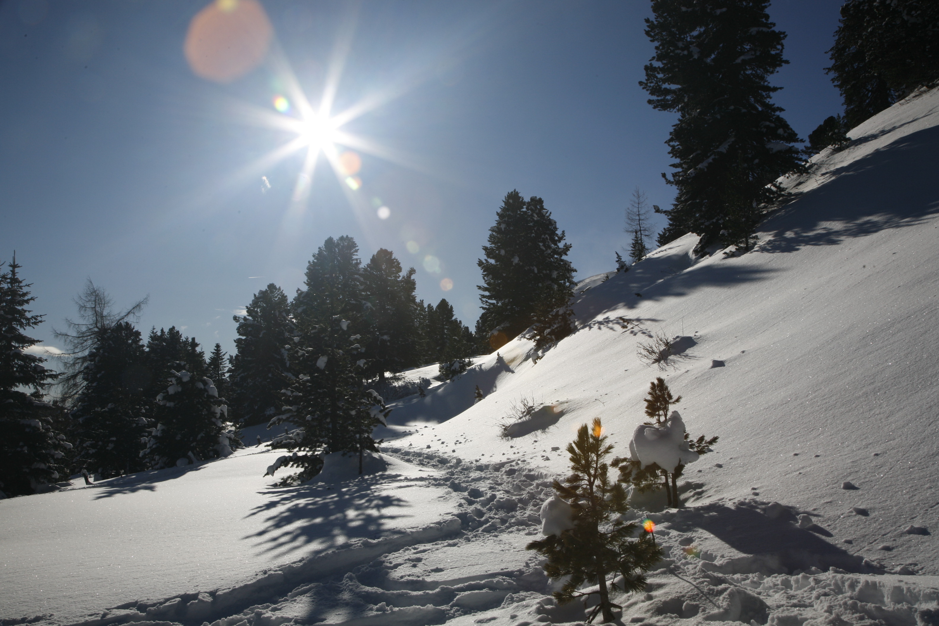 Ein tiefverschneiter Zirbenwald im gleisenden Licht der Sonne
