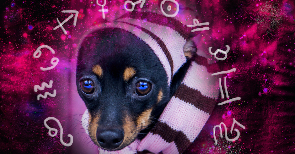 Kleiner Pinscher mit Mütze vor Sternzeichen-Symbolen