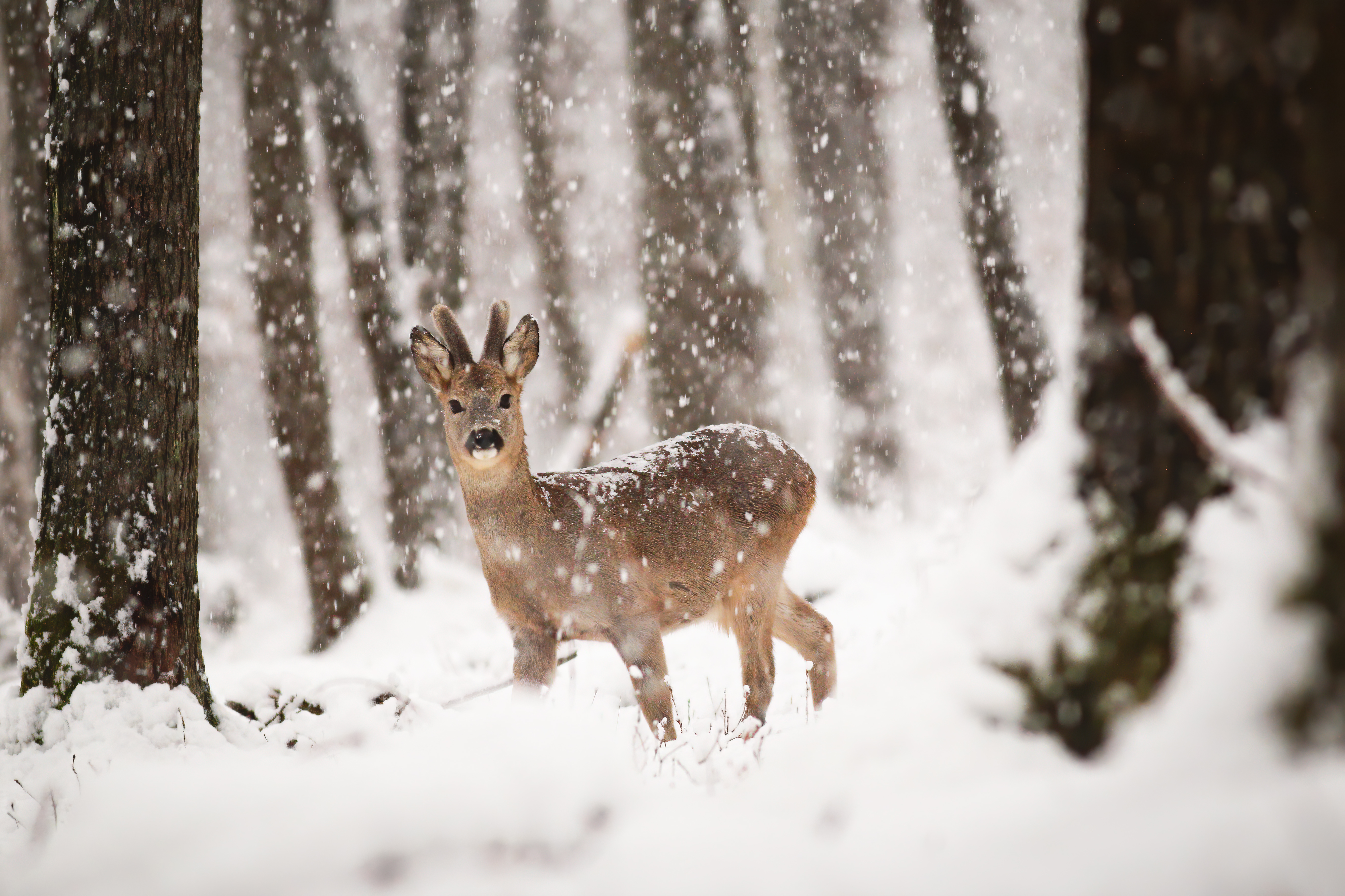 Leckerbissen für Waldbewohner aufhängen | Credit: iStock.com/JMrocek