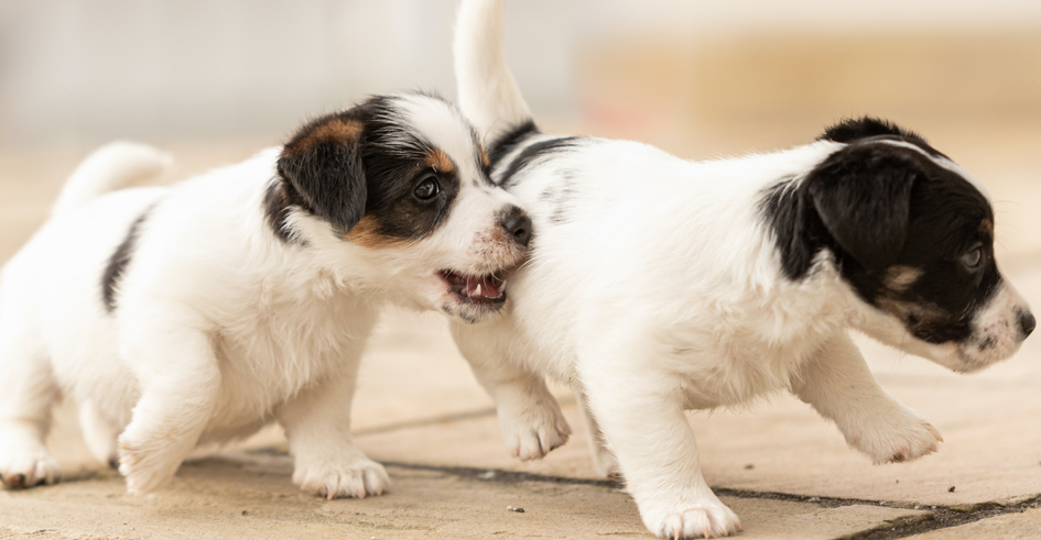 Zwei Welpen spielen miteinander