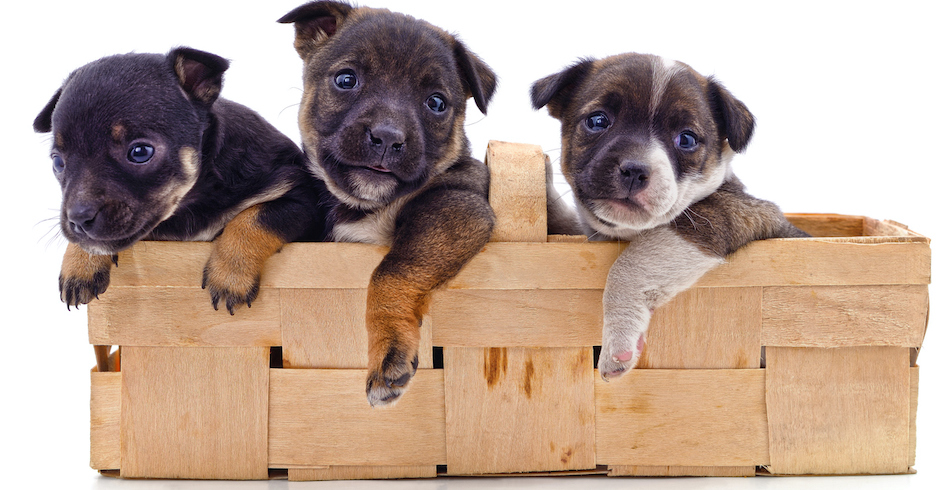 Drei Welpen in einem Spankorb