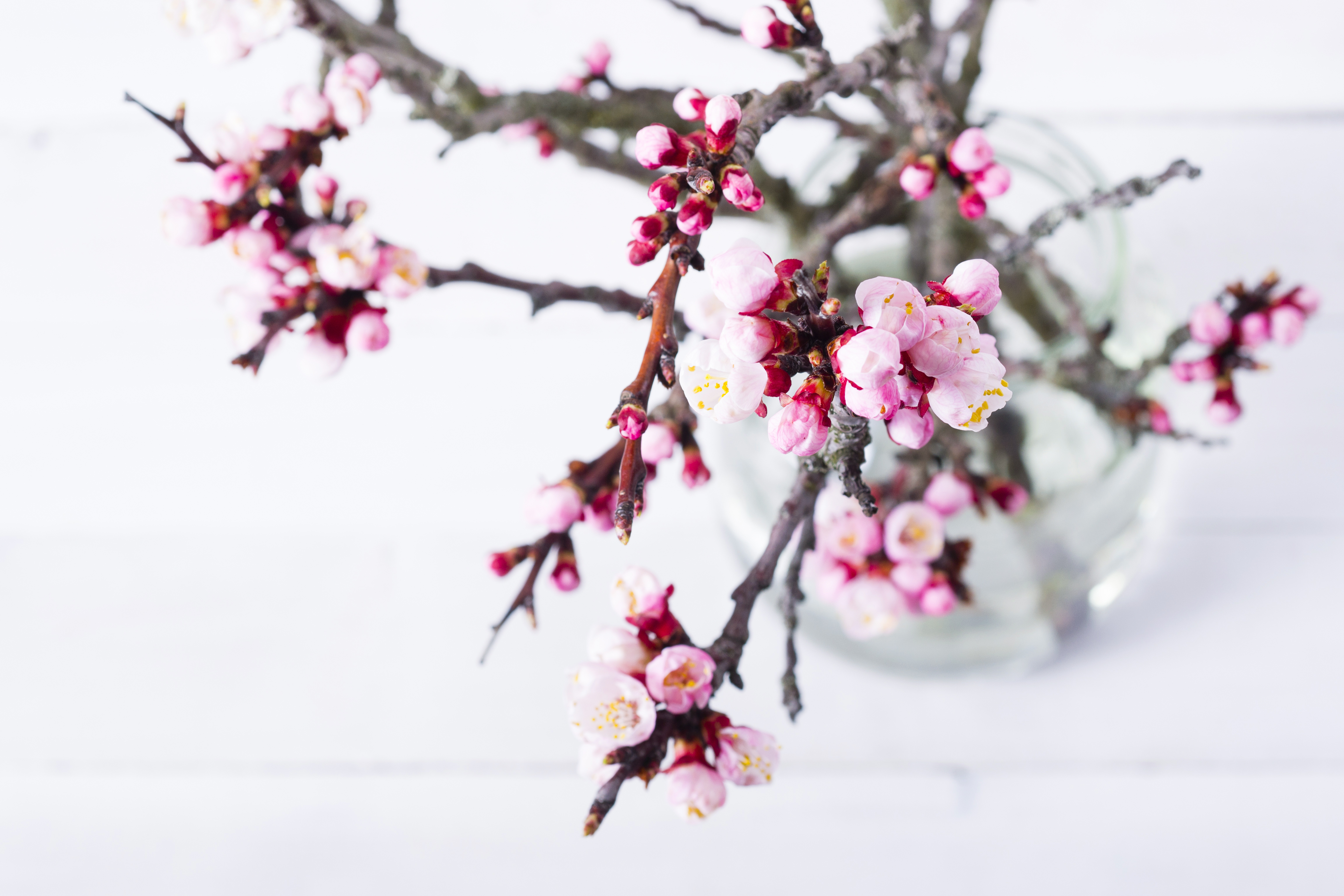 Barbarazweige | Credit: iStock.com/S847