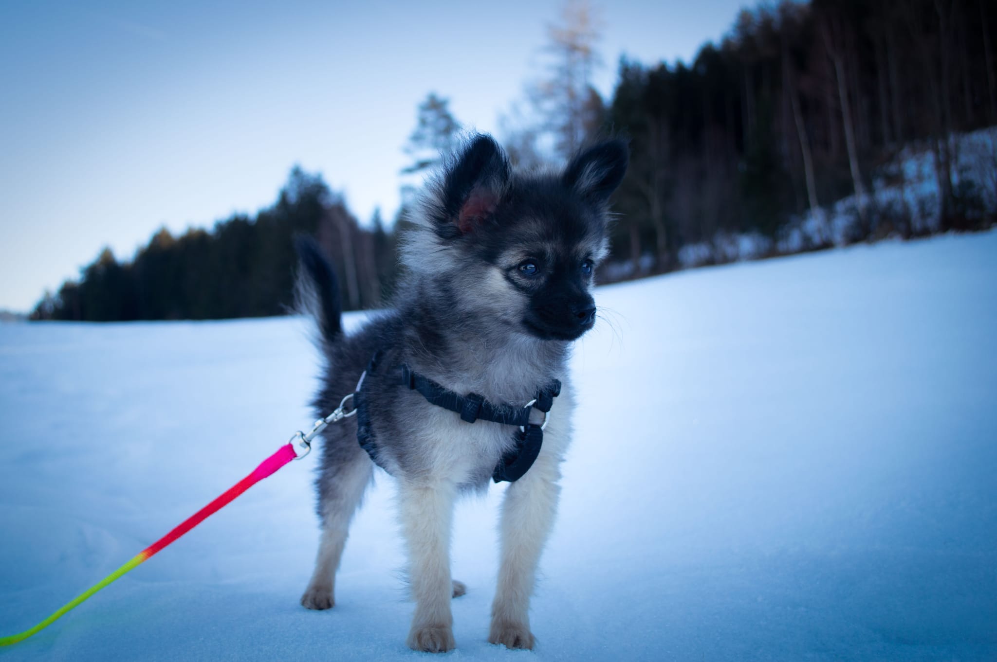 Zwergspitz „Baghira“