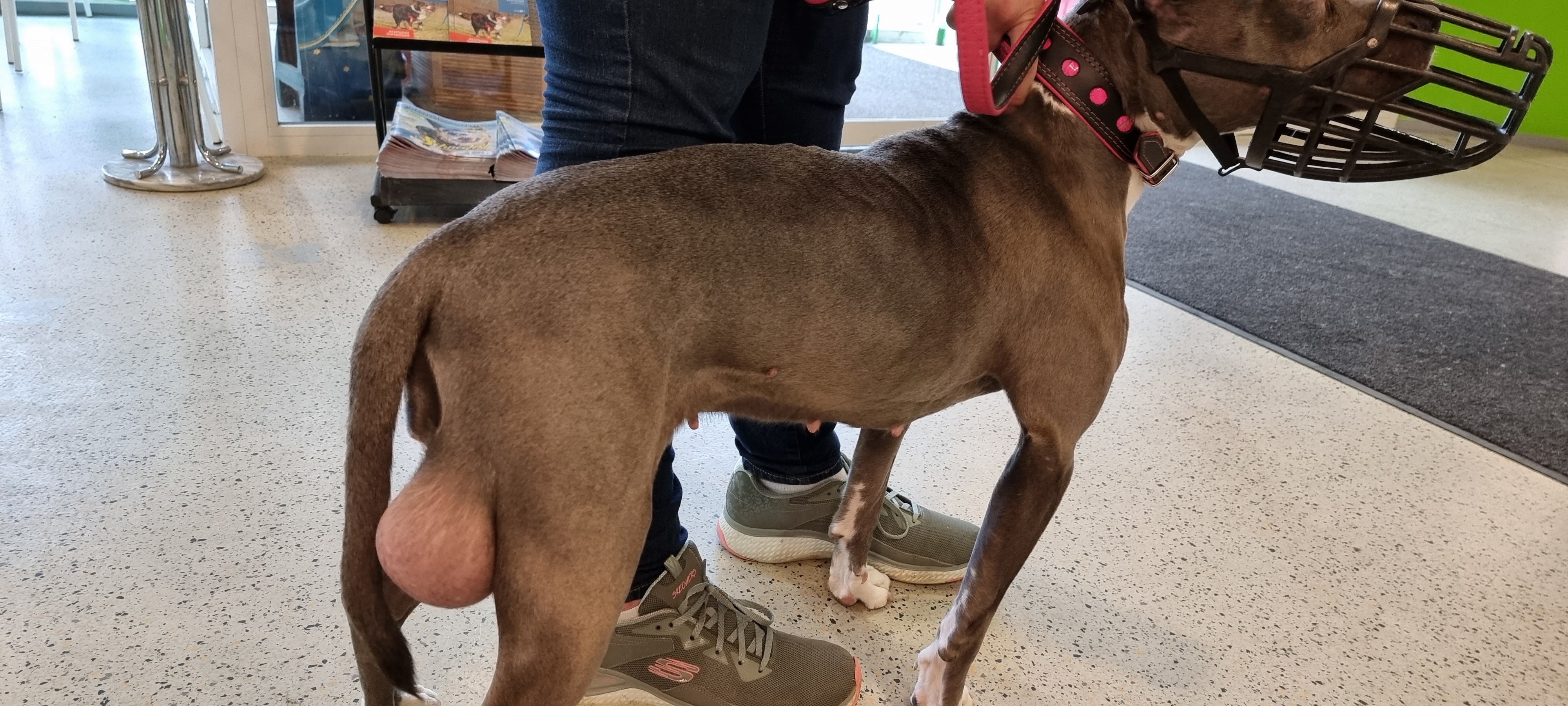 Der Tumor an den Hinterläufen der Hündin ist nicht zu übersehen