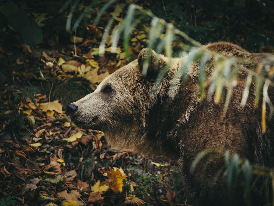 Bär im Berner Bärengraben | Credit: iStock.com/Mercedes Catalan