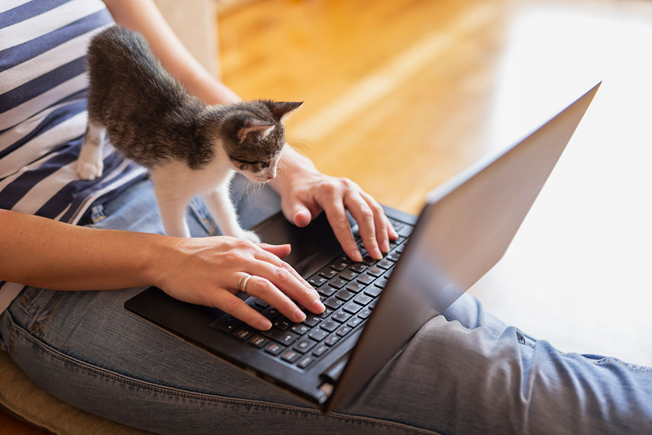 Katze blickt gebannt auf den Notebook-Monitor | Credit: iStock.com/vladans