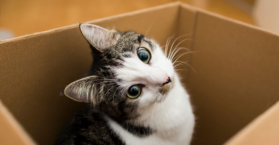 Katze sitzt in offener Schachtel | Credit: iStock.com/kmsh
